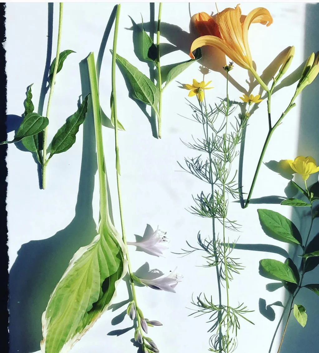 Herbarium Workshop: Learn to Press Flowers & Plants | Raleigh City
